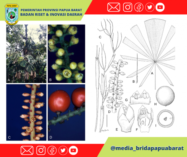 “Penemuan Spesies Baru Tumbuhan di Tanah Papua”
